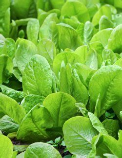 10 Vegetables Highest in Potassium