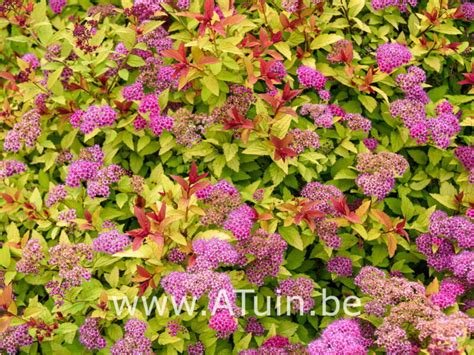 Spierstruik Spiraea Japonica Golden Princess Met Groeigarantie Atuin