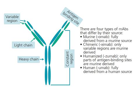 monoclonal antibodies    kelly levy blog