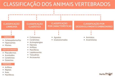 Quais São Os Grupos Dos Animais Vertebrados - Classificação dos animais vertebrados