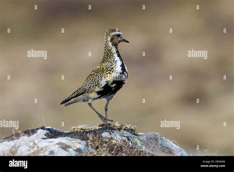 European Golden Plover Pluvialis Apricaria In Upland Breeding Habitat