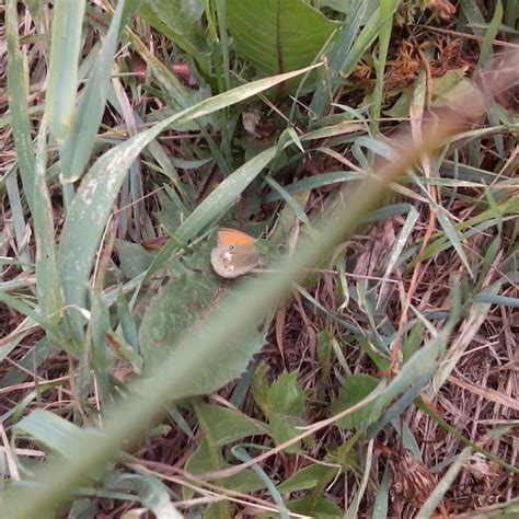 Scarce Heath Project Noah