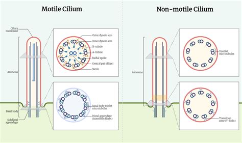 Cilia - Structure and functions - Rethink Biology Notes