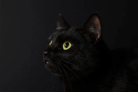 vet guardian cost 11