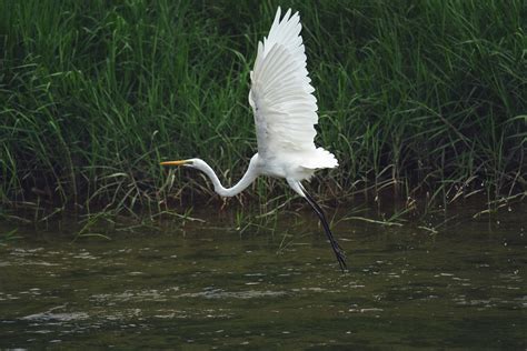 Common Heron Bird - Free photo on Pixabay - Pixabay