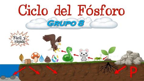 Flashcards De Ciclo De F Sforo Por Sariita Pacheco Udocz