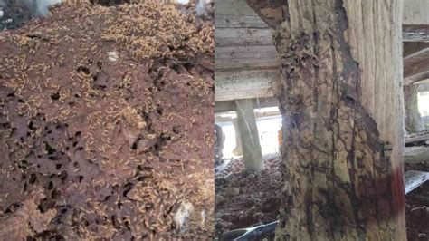 Residents slam silence on Termite Crisis | Fiji Sun