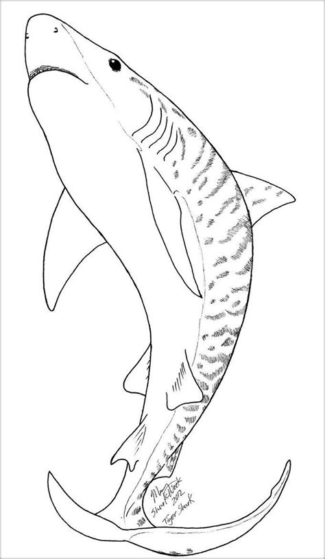 Tiger Shark Coloring Page - ColoringBay