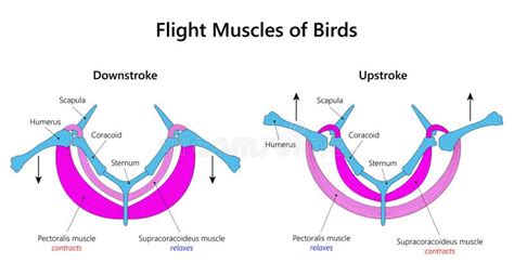 Aerial Locomotion Stock Illustrations 17 Aerial Locomotion Stock