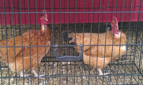 Molting Or Naked Necks BackYard Chickens Learn How To Raise Chickens