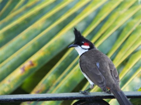 Red Cheeks In Mauritius The Red Whiskered Bulbul