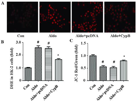 Aldosterone Aldo Induces ROS Production Leading To MtD A