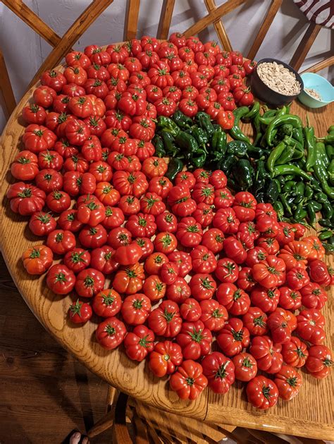 Growing Tomatoes in a Pot: A Comprehensive Guide