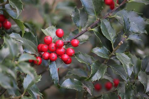 ilex alanwar ilex images pixabay