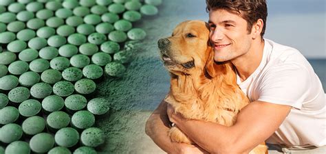 Spirulina for Dogs: Benefits, Side Effects & How to Use It Safely for ...