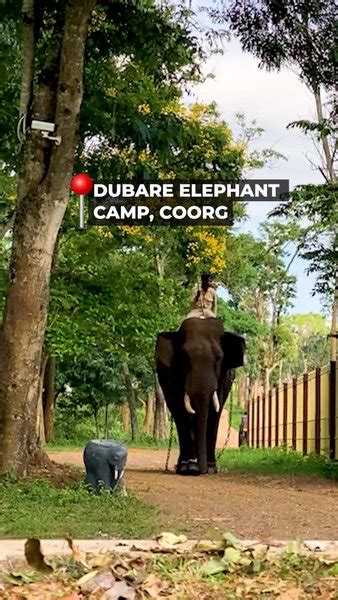 Dubare Elephant Camp A Must Visit Destination For Elephant Lovers In Coorg