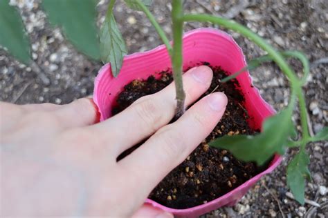 トマトの植え付け＆夏野菜の苗を追加（423） トマトの菜園＆天文ライフ