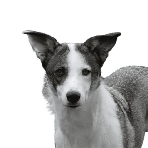 Canaan Dog - What Dog Breed