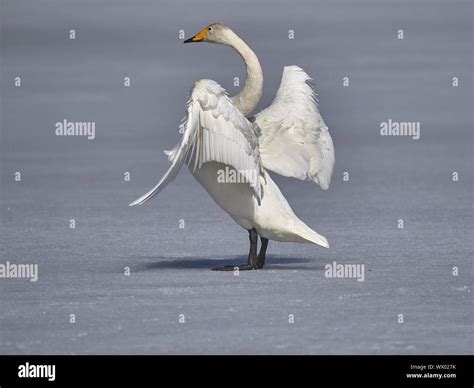 Flying Whooper Swans Hi Res Stock Photography And Images Alamy