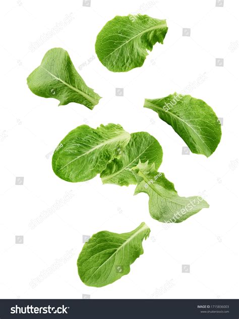 21,011 Romaine Lettuce Leaf On White Images, Stock Photos & Vectors