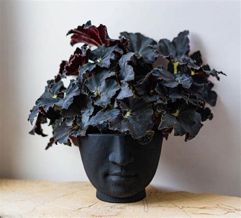 Plantas Con Hojas Negras Que No Sab As Que Exist An