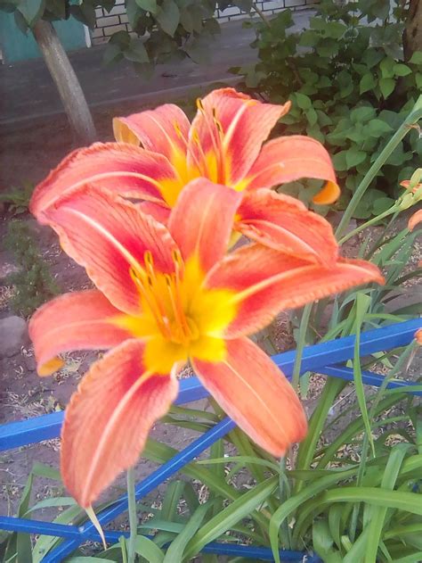 Лилейники оранжевые. | Smithsonian Photo Contest | Smithsonian Magazine