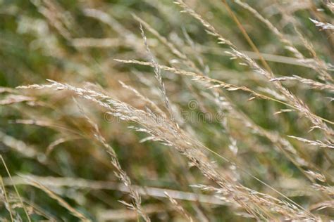 Dry Grass Flower On Windy Day Nature Background 1 Stock Image Image Of Colour Plant 74867611