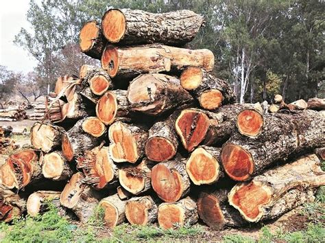 shisham tree  dying experts  baffled    root  problem