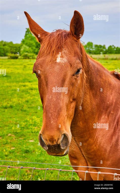 Rusty Chestnut Horse With Head Next To Fence And Green Field And Trees