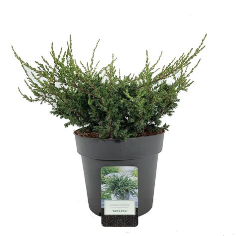 Juniperus communis 'Repanda' — Plant Wholesale FlorAccess