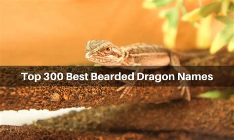 Top 300 Best Bearded Dragon Names from Famous Movies and Books