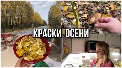 ЗА ГРИБАМИ 🍄/ ВЫХОДНОЙ В ЛЕСУ 🌳/ ЧИСТИМ ГРИБЫ 😍 - YouTube