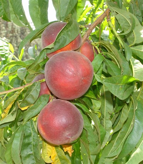 Pesche A Polpa Gialla Terra E Vita