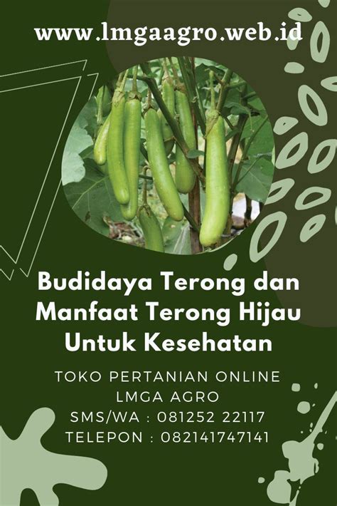 Budidaya Terong Dan Manfaat Terong Hijau Untuk Kesehatan