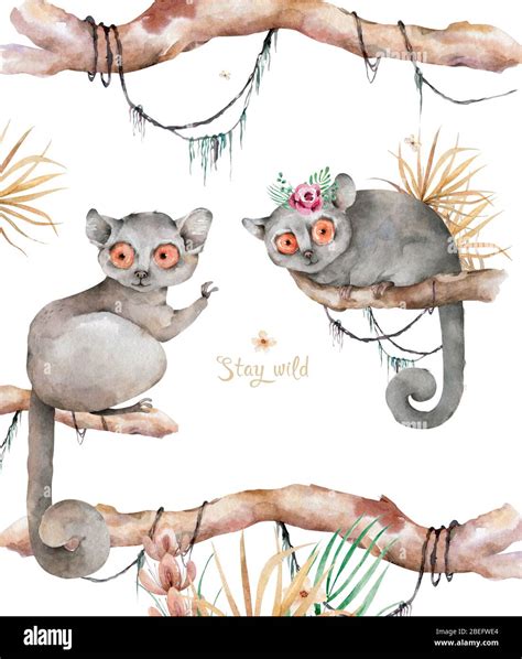 Baby Mouse lemur. Hand drawn cute watercolor cartoon mouse lemur on ...