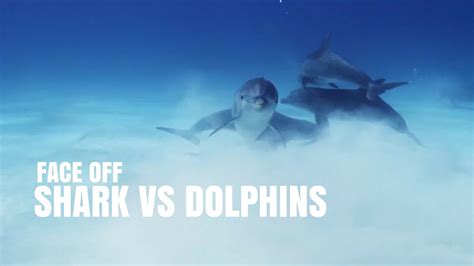 Sharks Vs Dolphins Face Off | SHARK WEEK 2016 - YouTube