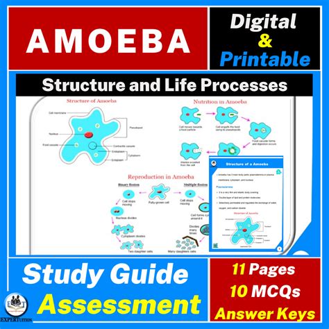 Amoeba Structure And Life Processes Expertuition