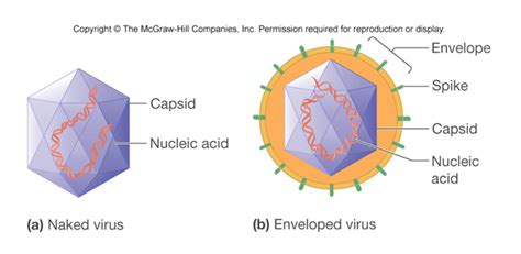 Ghim trên Virology