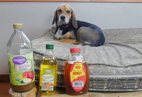 Home Remedies For Sarcoptic Mange In Dogs