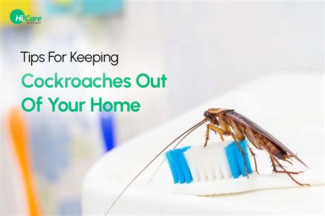 10 Amazing Tips For A Cockroaches Free Home Hicare