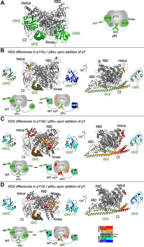 Hdx Differences In The P Catalytic And P Regulatory Subunits In