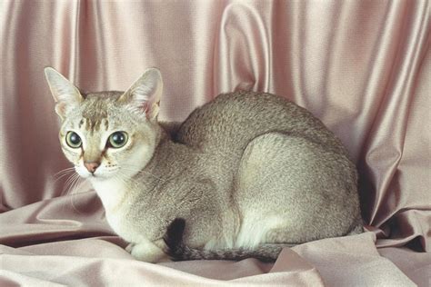 Singapura Cat Breed Info, History, Personality, Kittens, Pictures