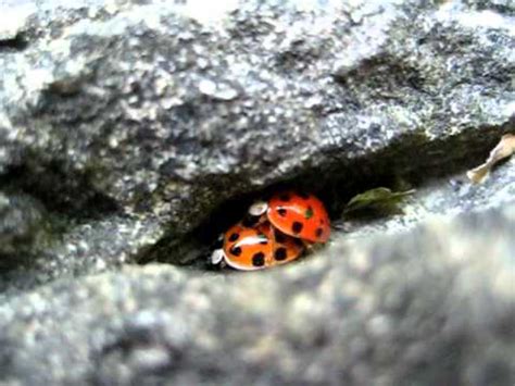 Lady Bugs Sex YouTube