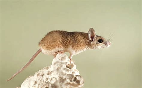 How High Can Mice Jump - Phenom Pest Control