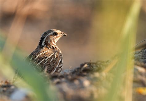 Common quail – Flight for Survival