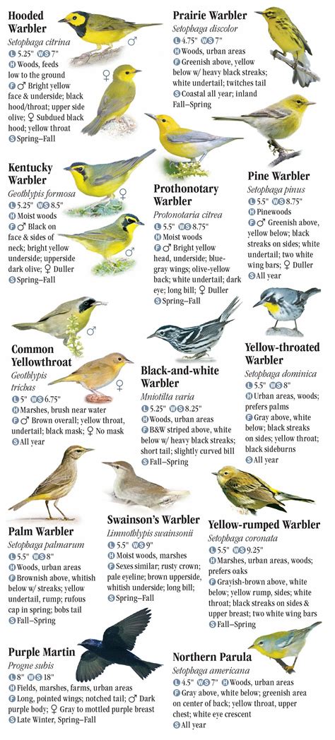 Birds Of North Florida Including The Panhandle Quick Reference