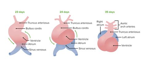 Development Of The Heart Concise Medical Knowledge