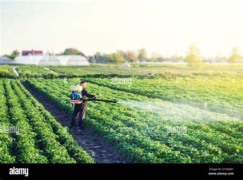 A Farmer With A Mist Sprayer Blower Processes The Potato Plantation