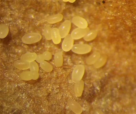 Flea Beetles Canola Encyclopedia