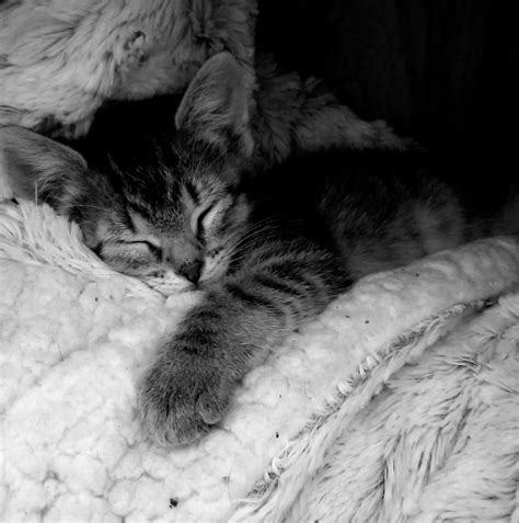 pound puppies animal rescue